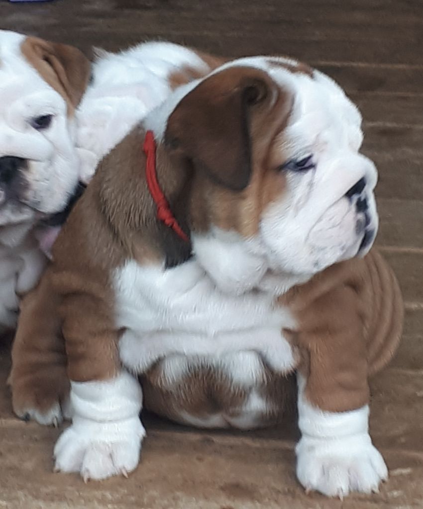 Du clos sara - Chiot disponible  - Bulldog Anglais