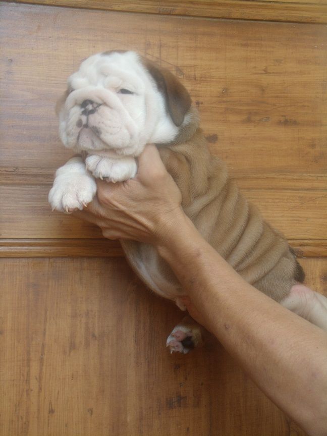 Du clos sara - Chiot disponible  - Bulldog Anglais