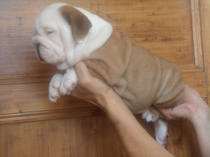 Du clos sara - Chiot disponible  - Bulldog Anglais