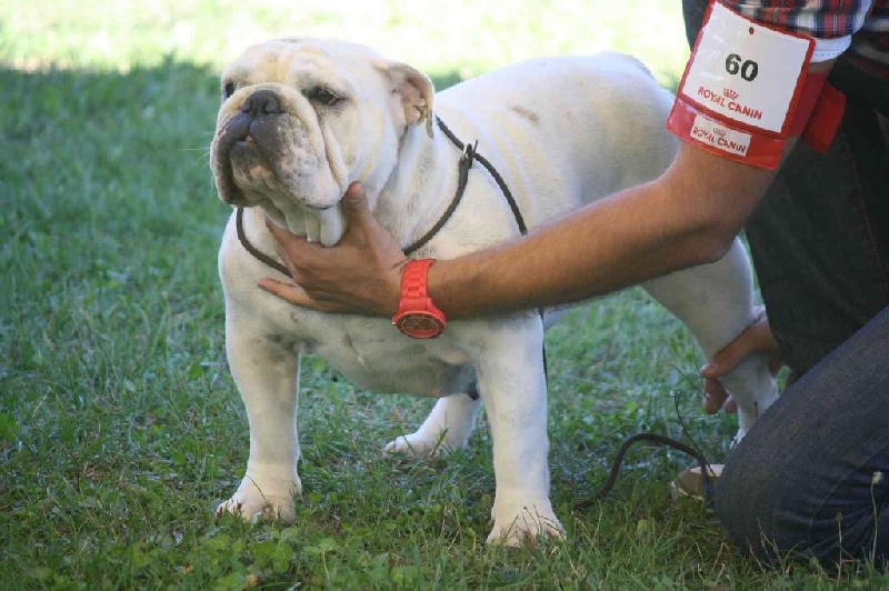 Ginger root Du clos sara