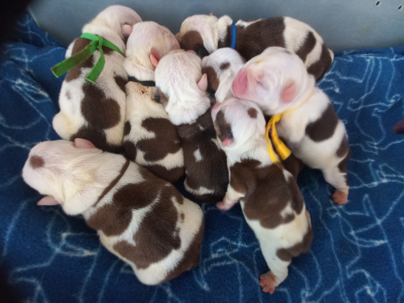 Les bébés sont arrivés