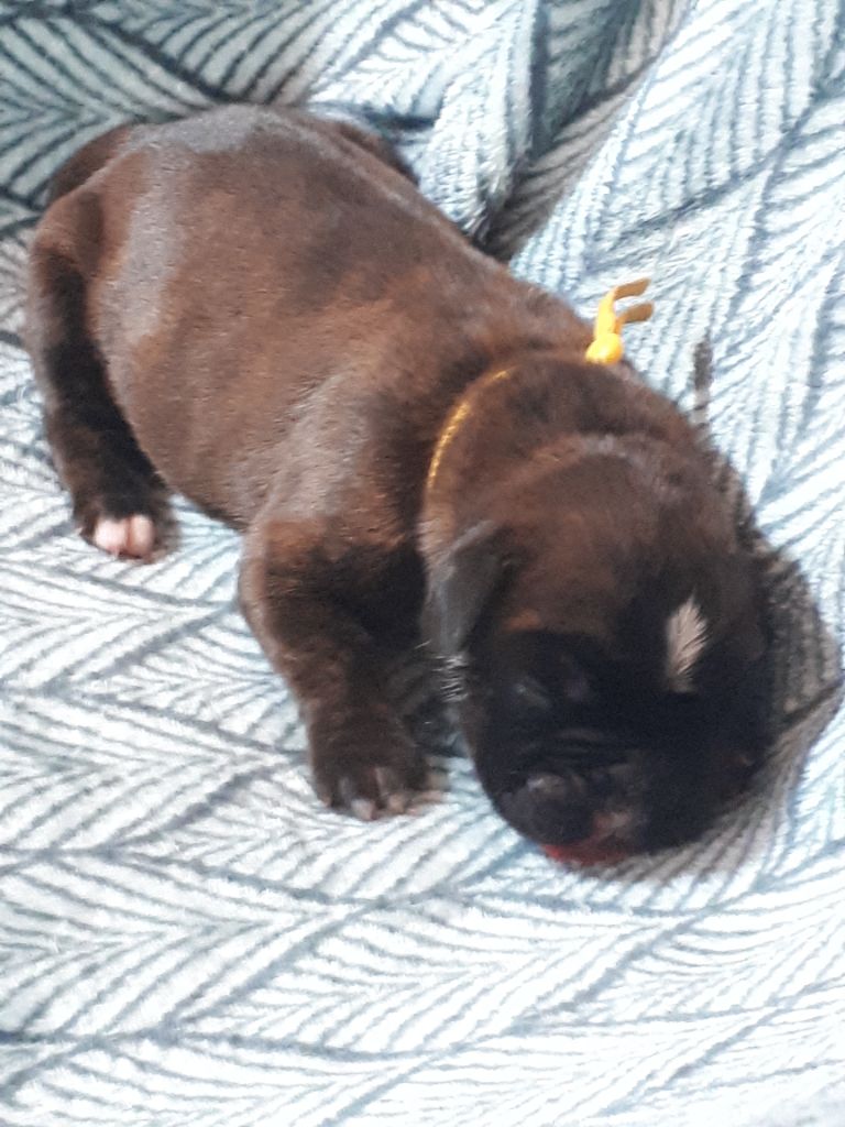 Du clos sara - Chiots disponibles - Boxer