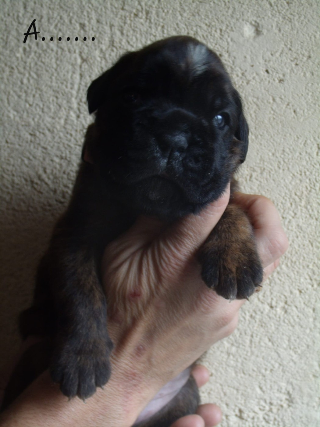 Du clos sara - Chiots disponibles - Boxer