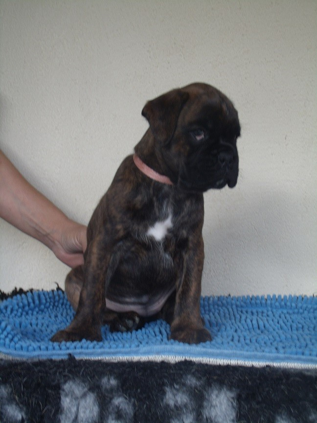 Du clos sara - Boxer - Portée née le 08/10/2025