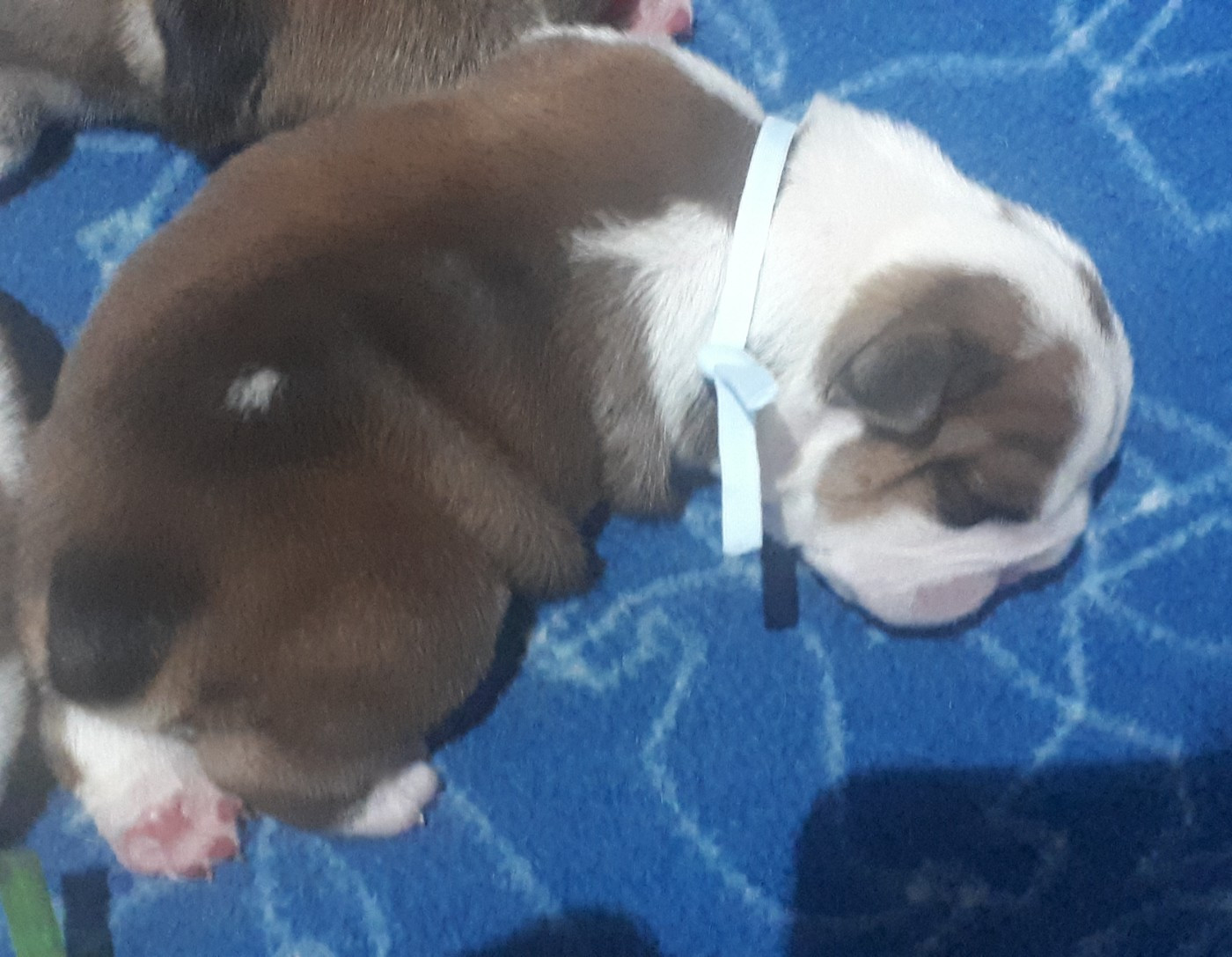 Du clos sara - Chiots disponibles - Bulldog Anglais