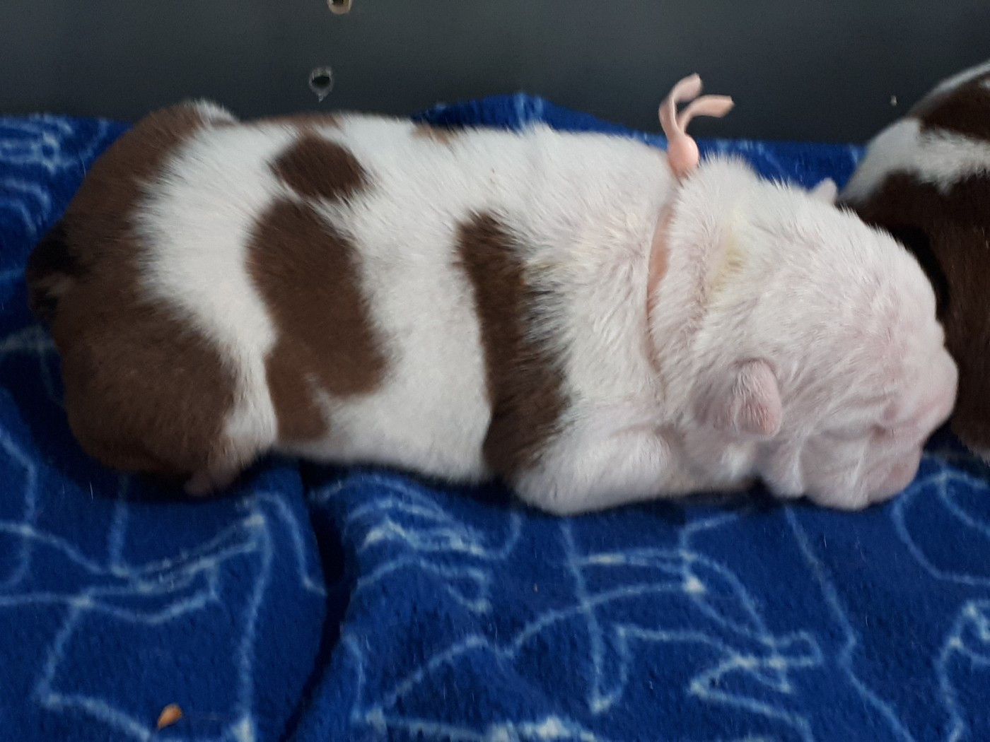 Du clos sara - Chiots disponibles - Bulldog Anglais