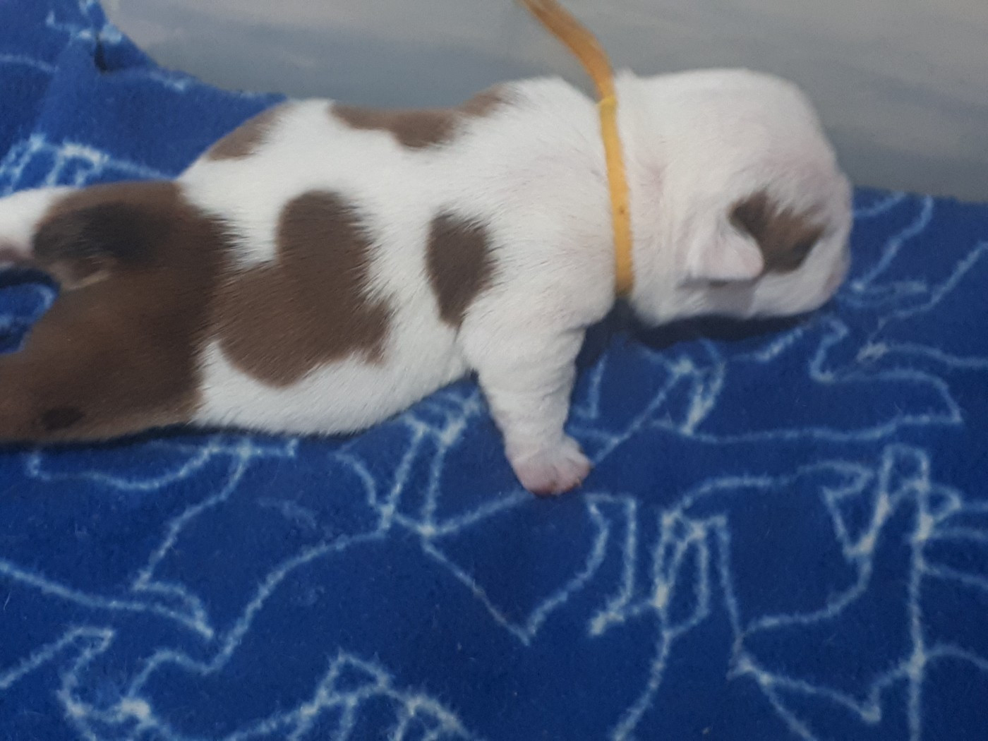 Du clos sara - Chiots disponibles - Bulldog Anglais