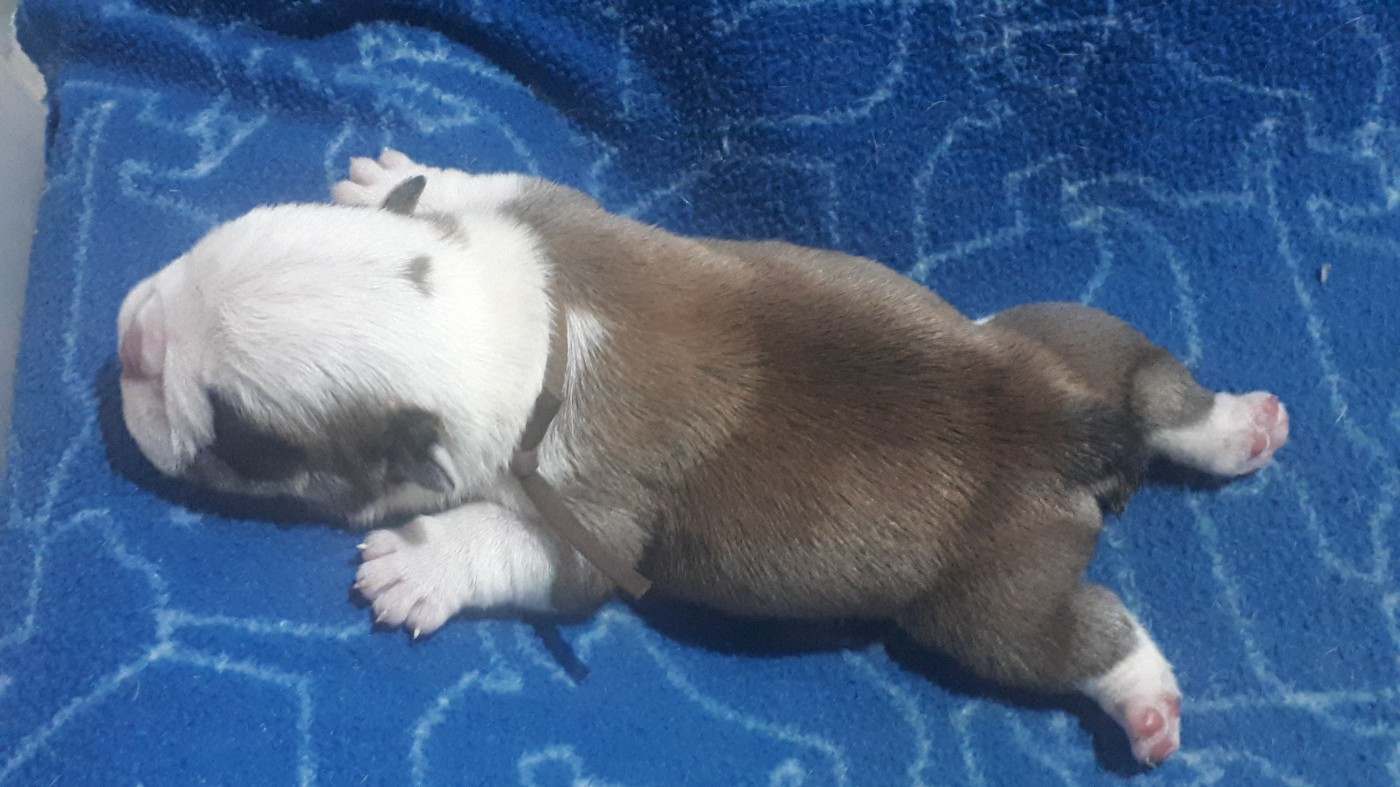 Du clos sara - Chiots disponibles - Bulldog Anglais