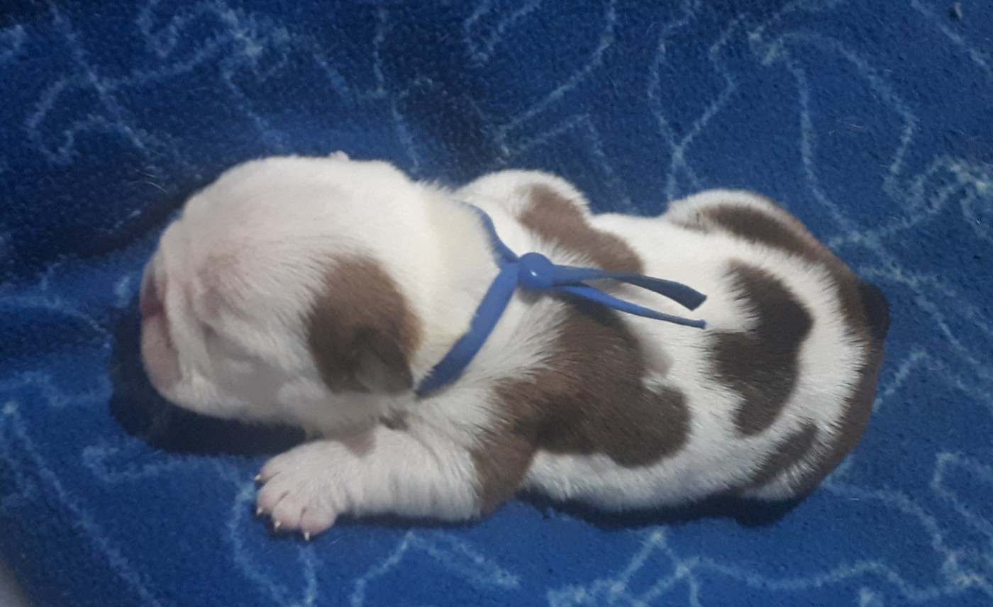 Du clos sara - Chiots disponibles - Bulldog Anglais
