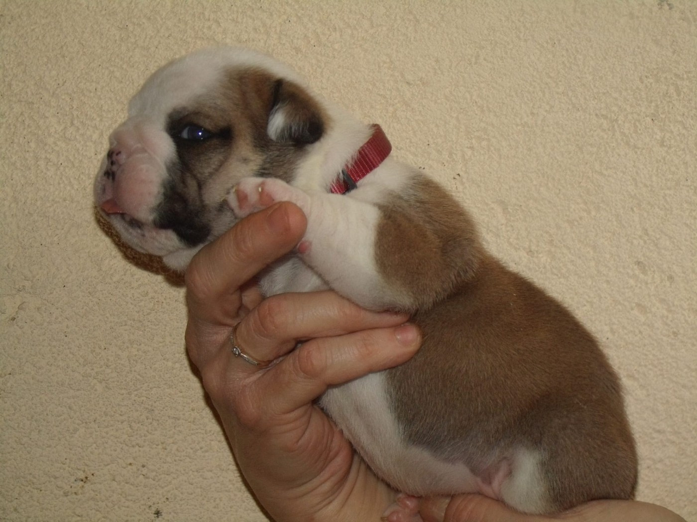 Du clos sara - Chiots disponibles - Bulldog Anglais