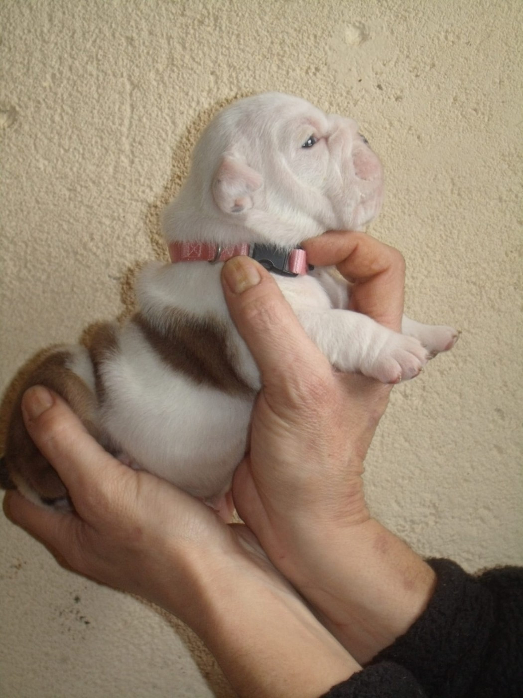 Du clos sara - Chiots disponibles - Bulldog Anglais