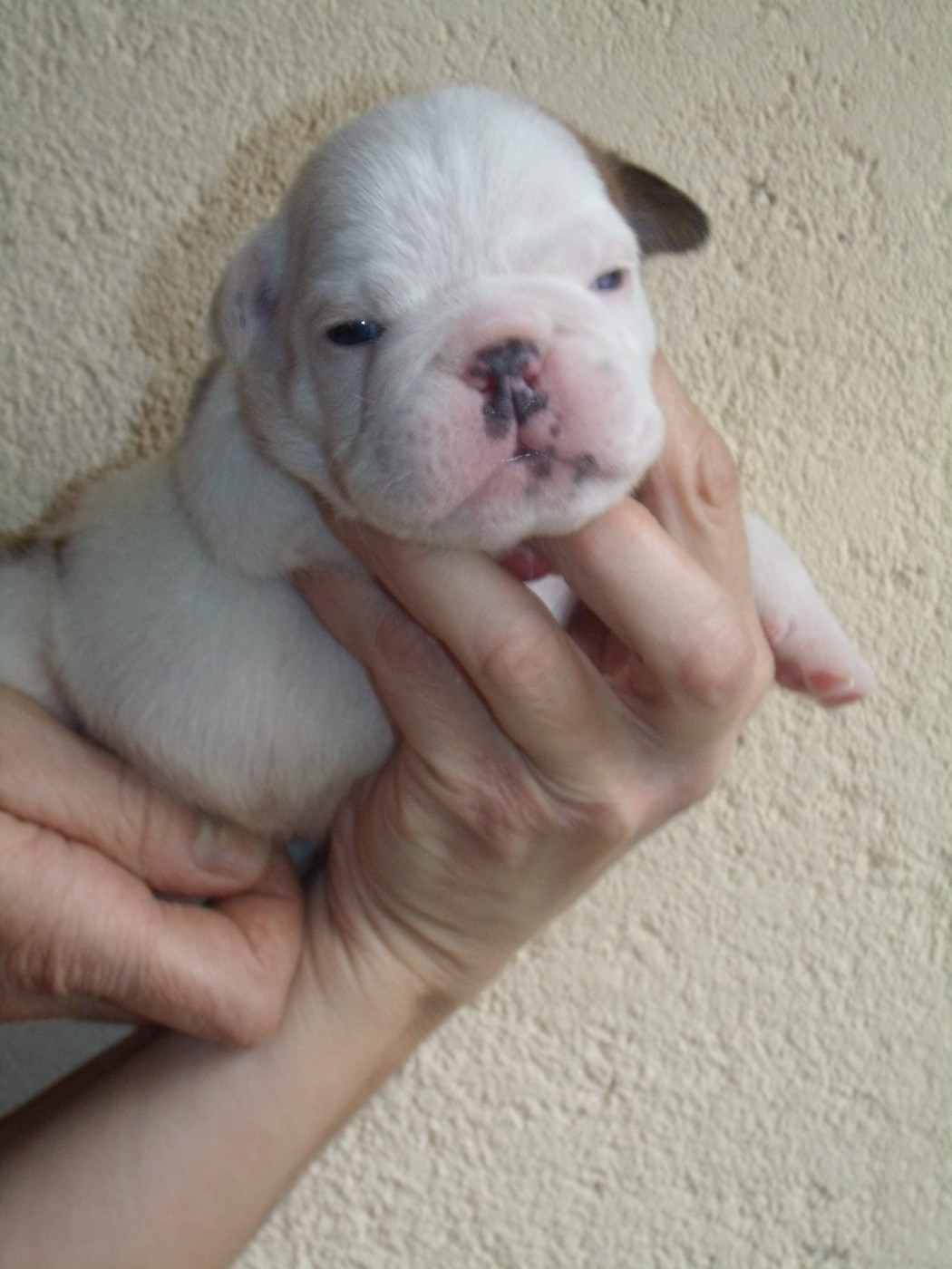 Du clos sara - Chiots disponibles - Bulldog Anglais