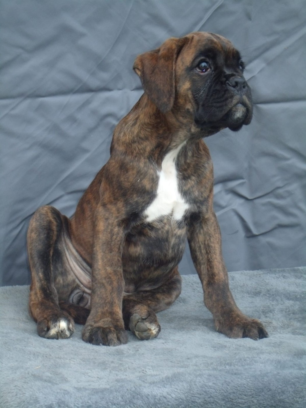 Du clos sara - Chiots disponibles - Boxer