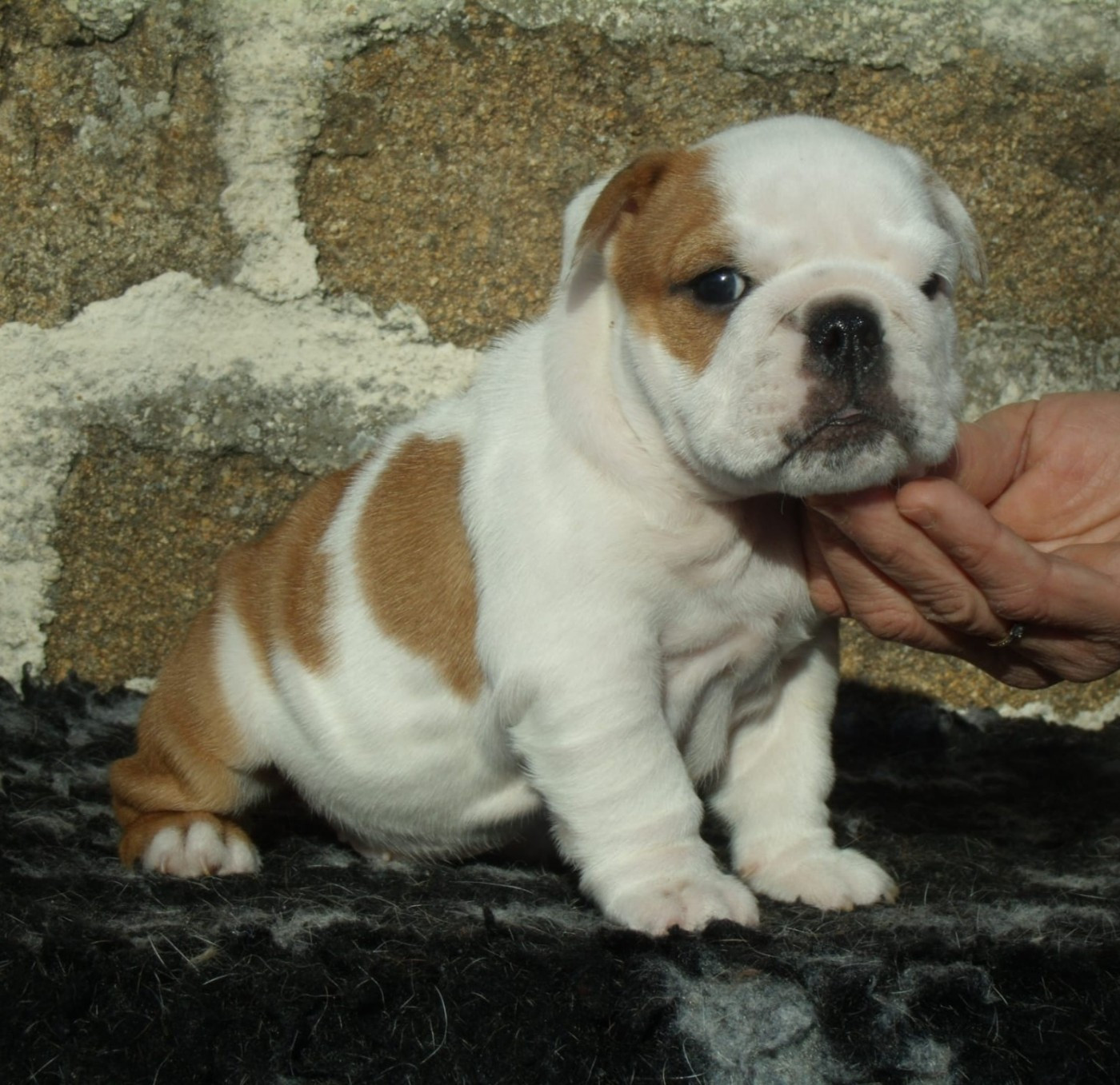 Du clos sara - Chiots disponibles - Bulldog Anglais