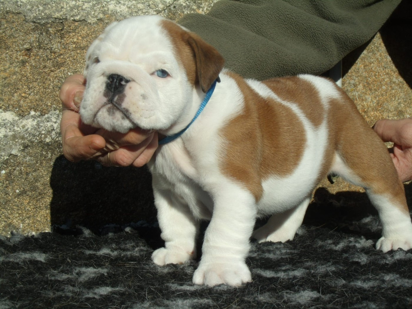 Du clos sara - Chiots disponibles - Bulldog Anglais