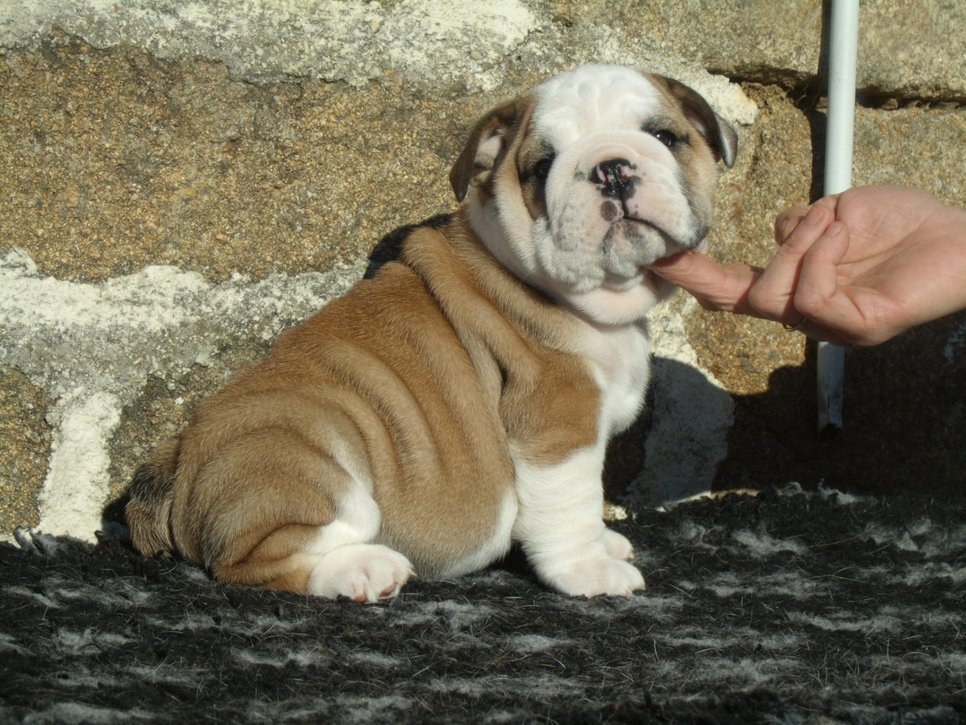 Du clos sara - Chiots disponibles - Bulldog Anglais