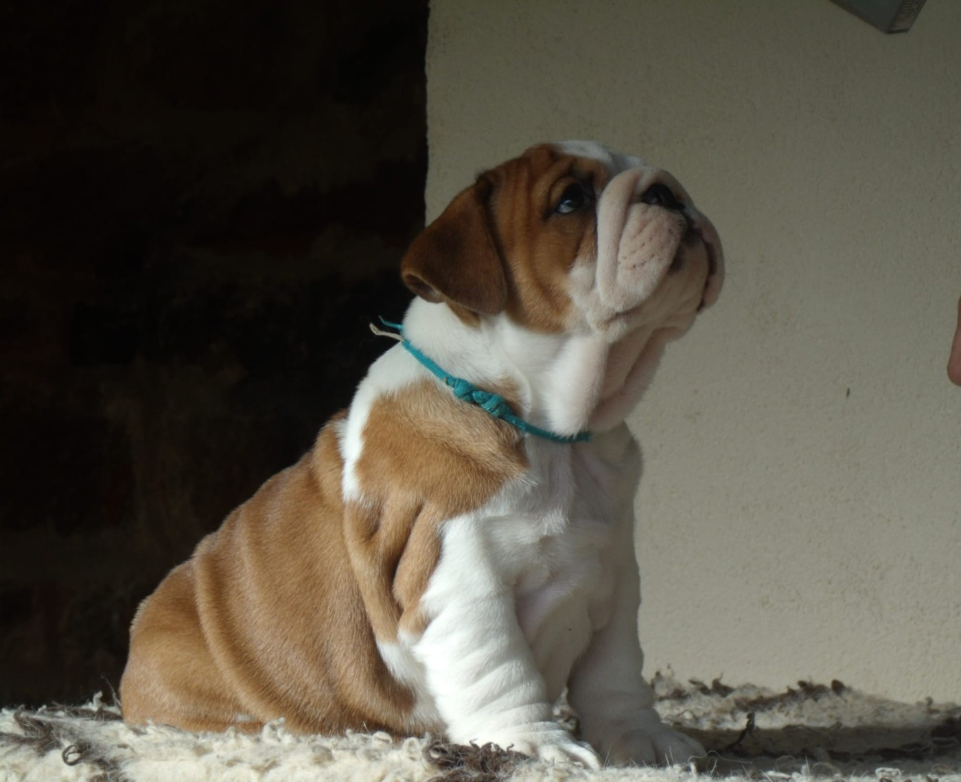 Du clos sara - Chiots disponibles - Bulldog Anglais