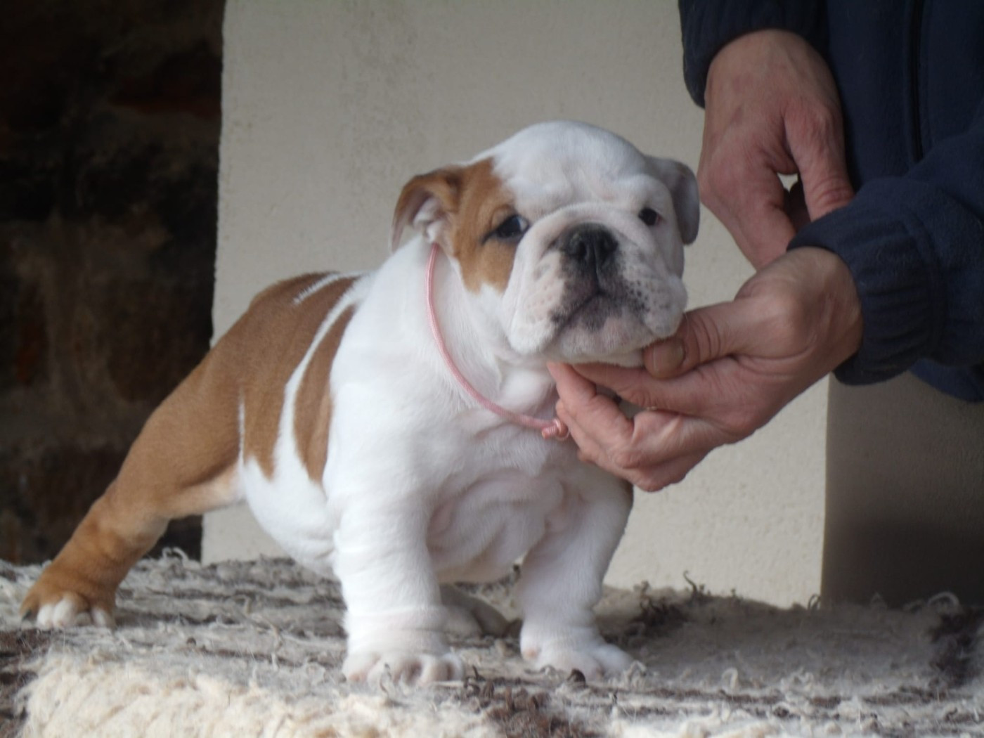Du clos sara - Chiots disponibles - Bulldog Anglais