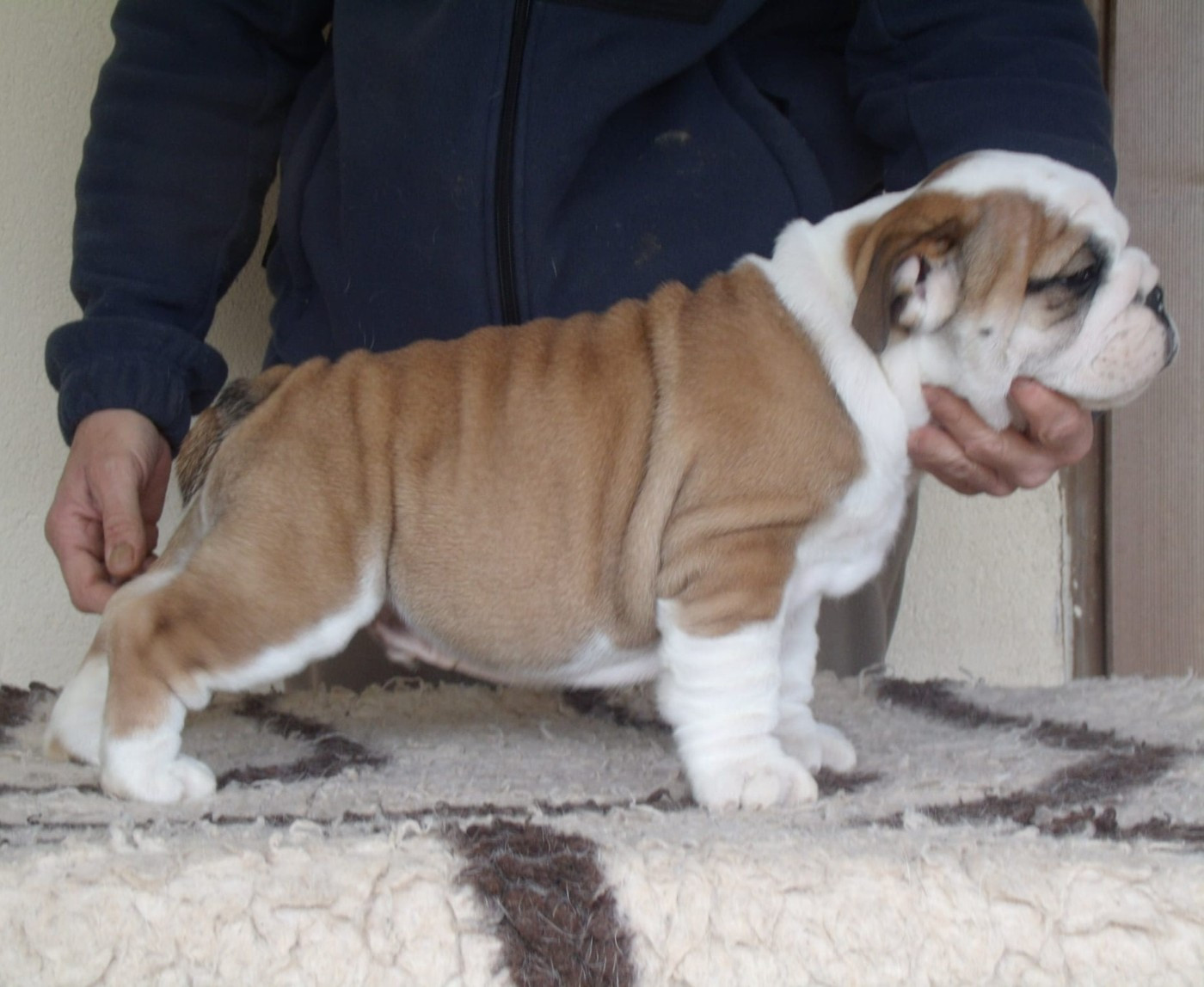 Du clos sara - Chiots disponibles - Bulldog Anglais