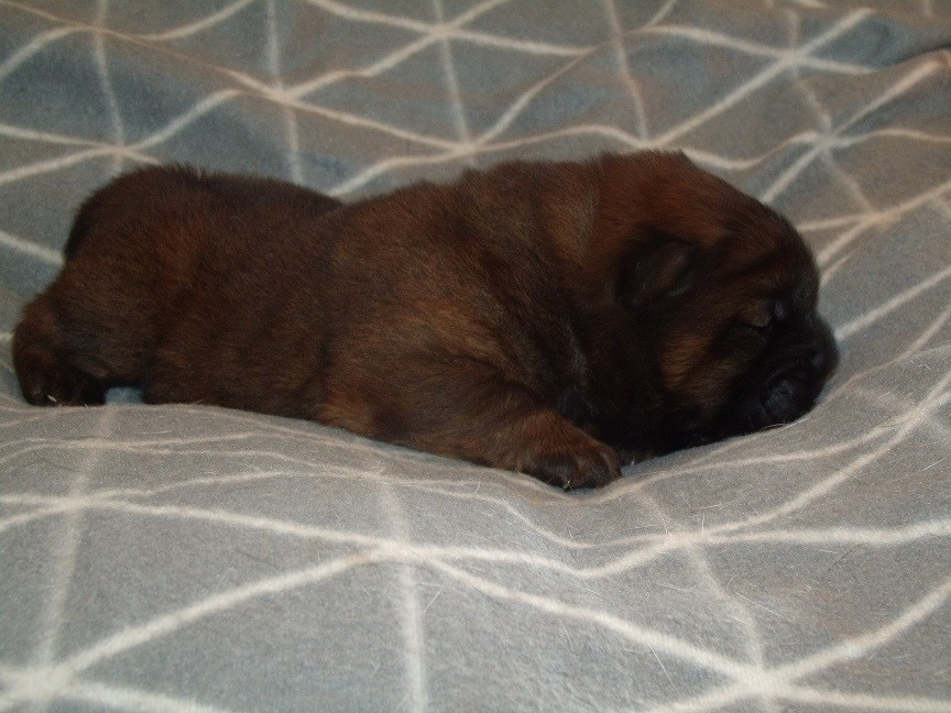 Du clos sara - Chiots disponibles - Chow Chow