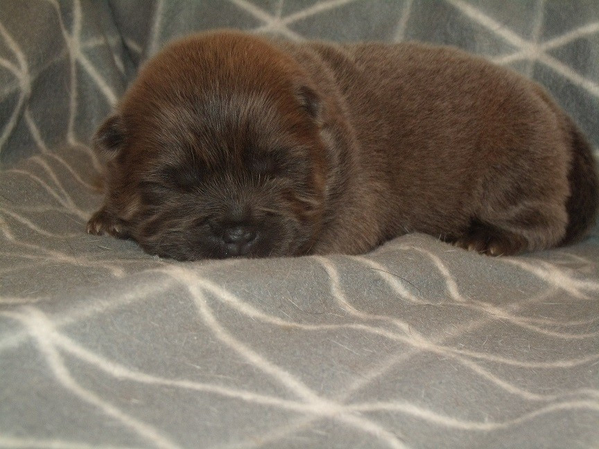Du clos sara - Chiots disponibles - Chow Chow