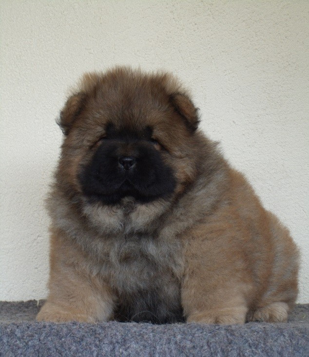 Du clos sara - Chiots disponibles - Chow Chow