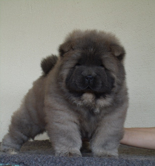 Du clos sara - Chiots disponibles - Chow Chow