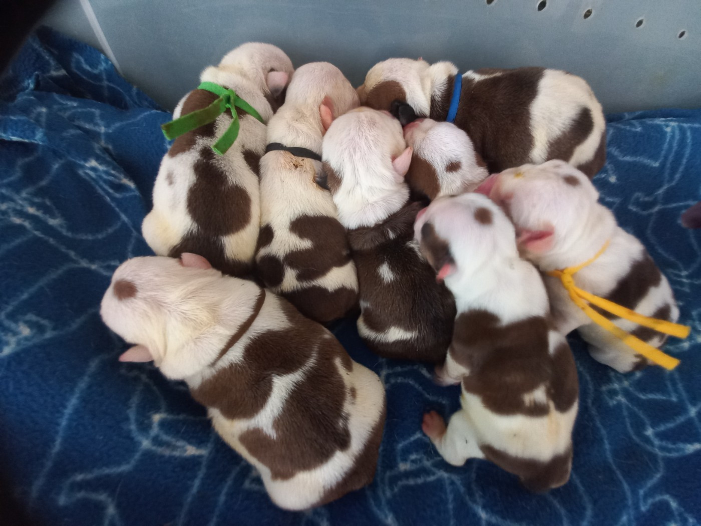 Du clos sara - Chiots disponibles - Bulldog Anglais