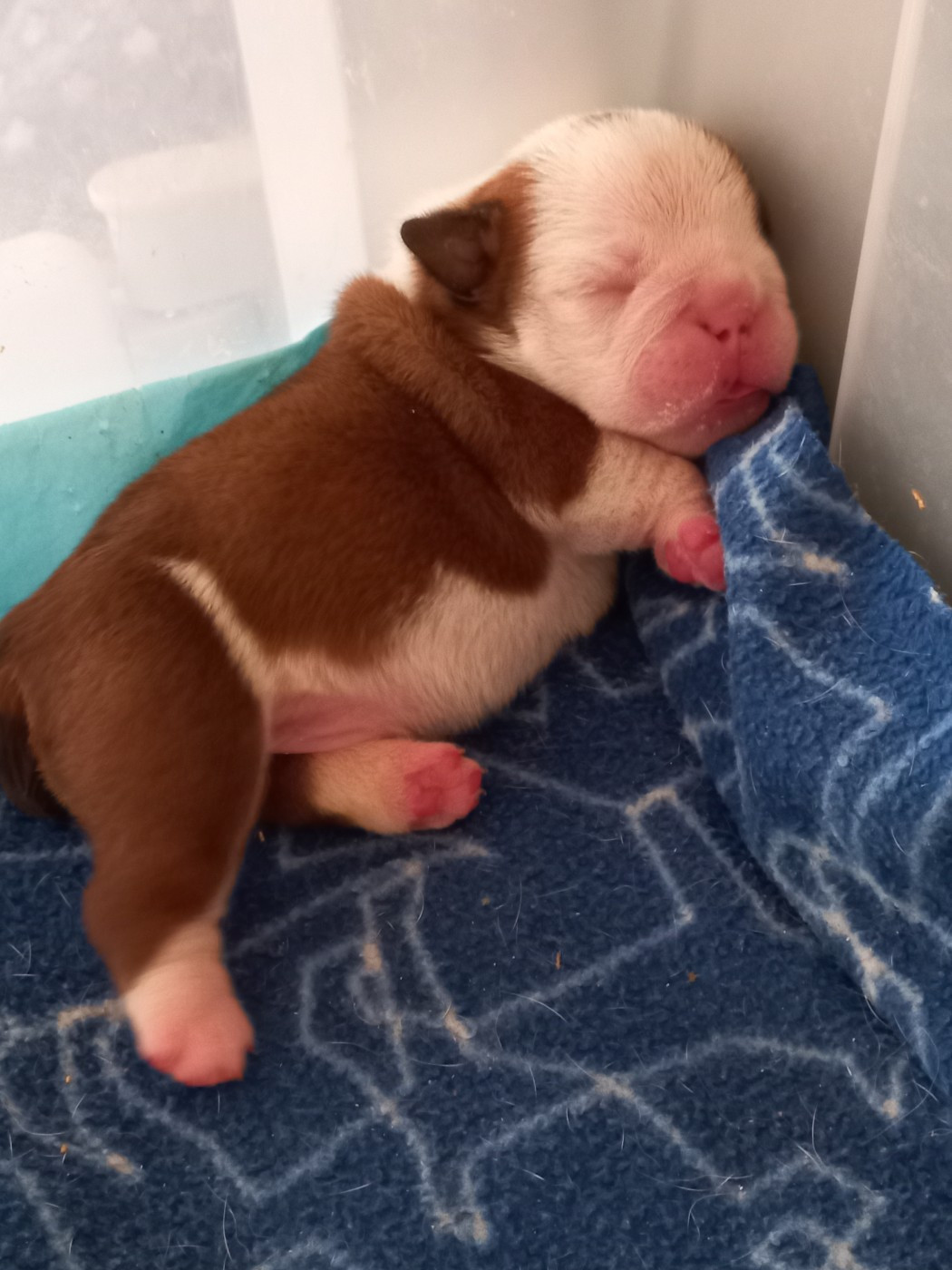 Du clos sara - Chiots disponibles - Bulldog Anglais