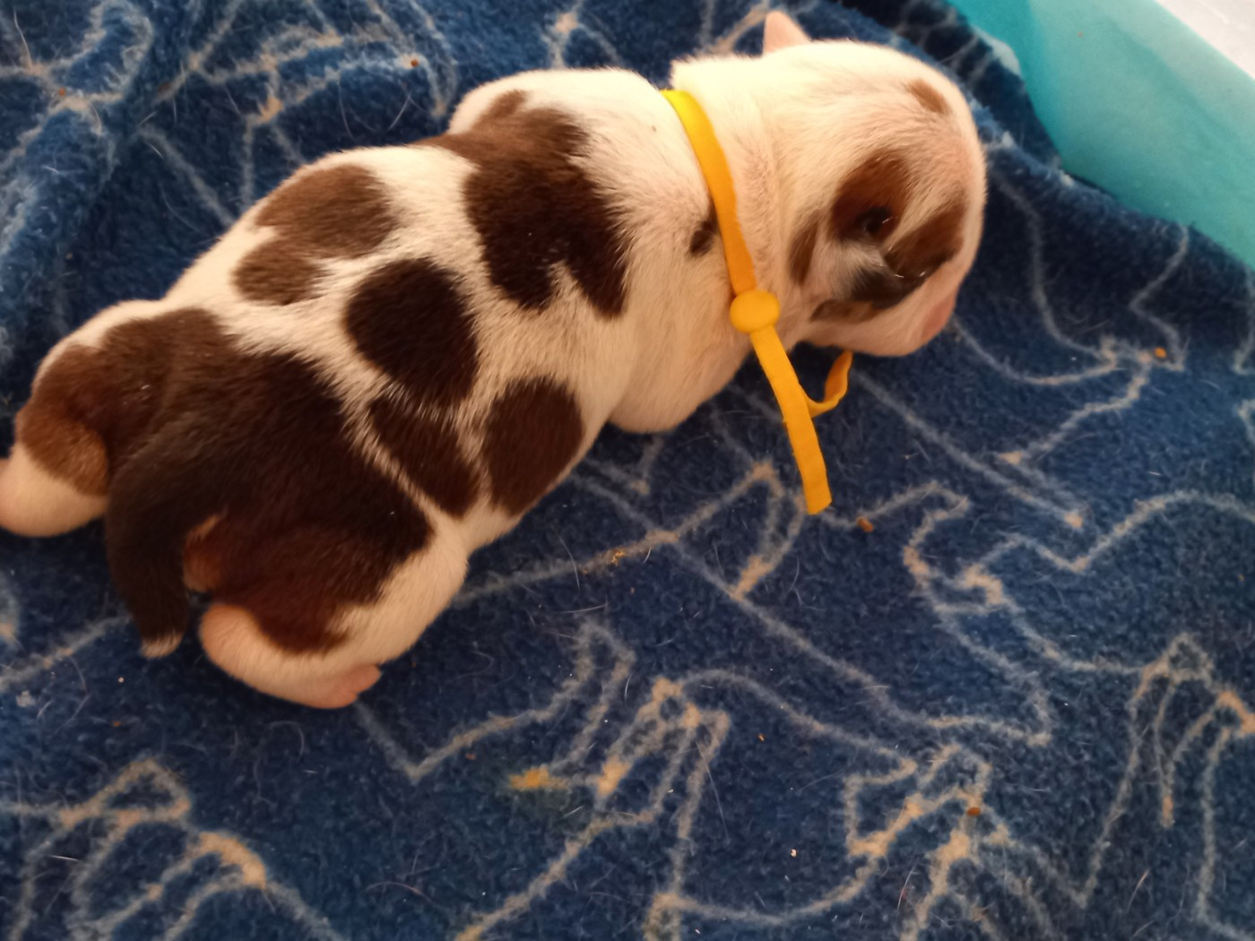 Du clos sara - Chiots disponibles - Bulldog Anglais