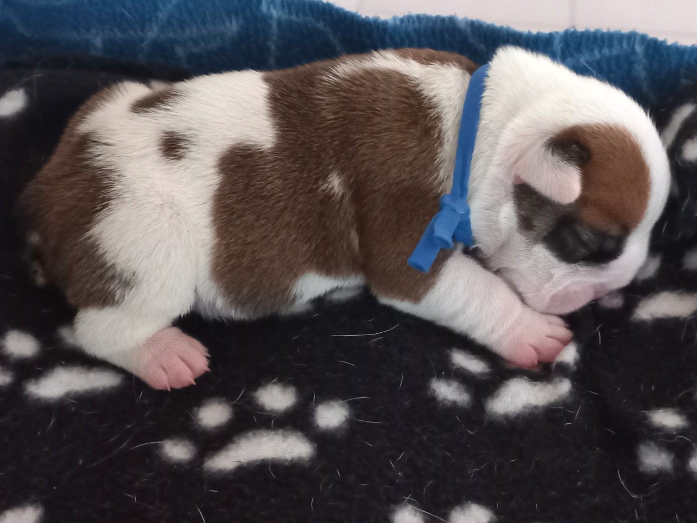 Du clos sara - Chiots disponibles - Bulldog Anglais