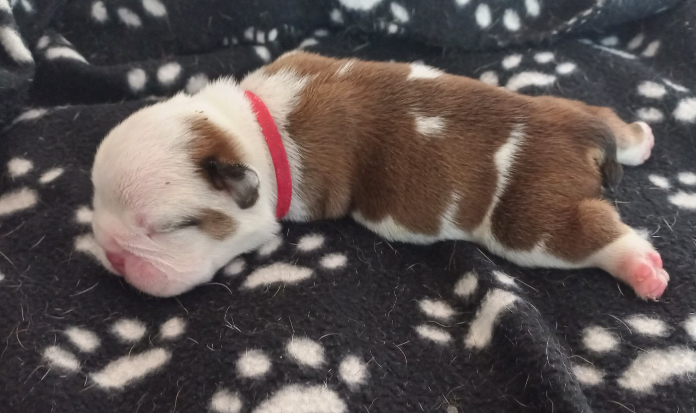 Du clos sara - Chiots disponibles - Bulldog Anglais