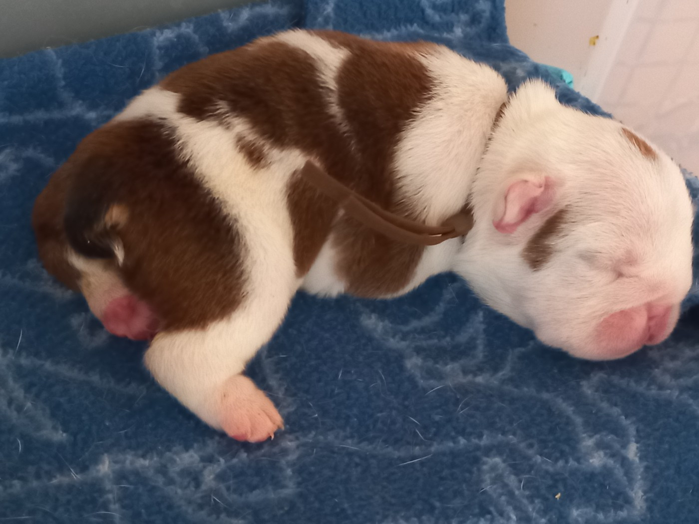 Du clos sara - Chiots disponibles - Bulldog Anglais