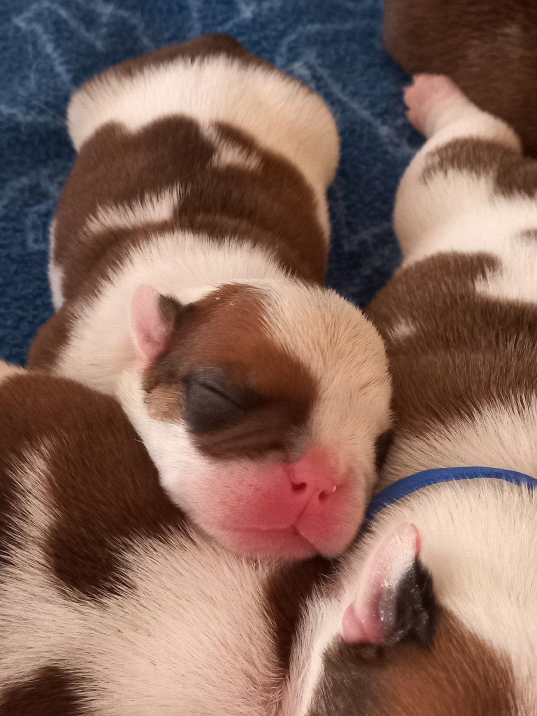 Du clos sara - Chiots disponibles - Bulldog Anglais