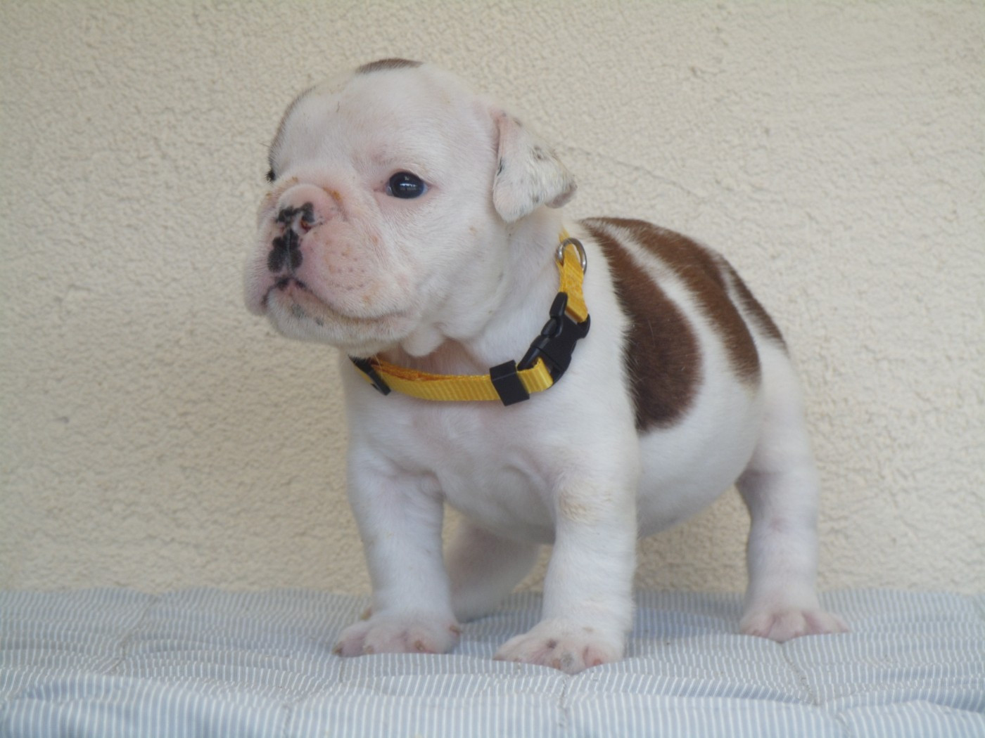 Du clos sara - Chiots disponibles - Bulldog Anglais
