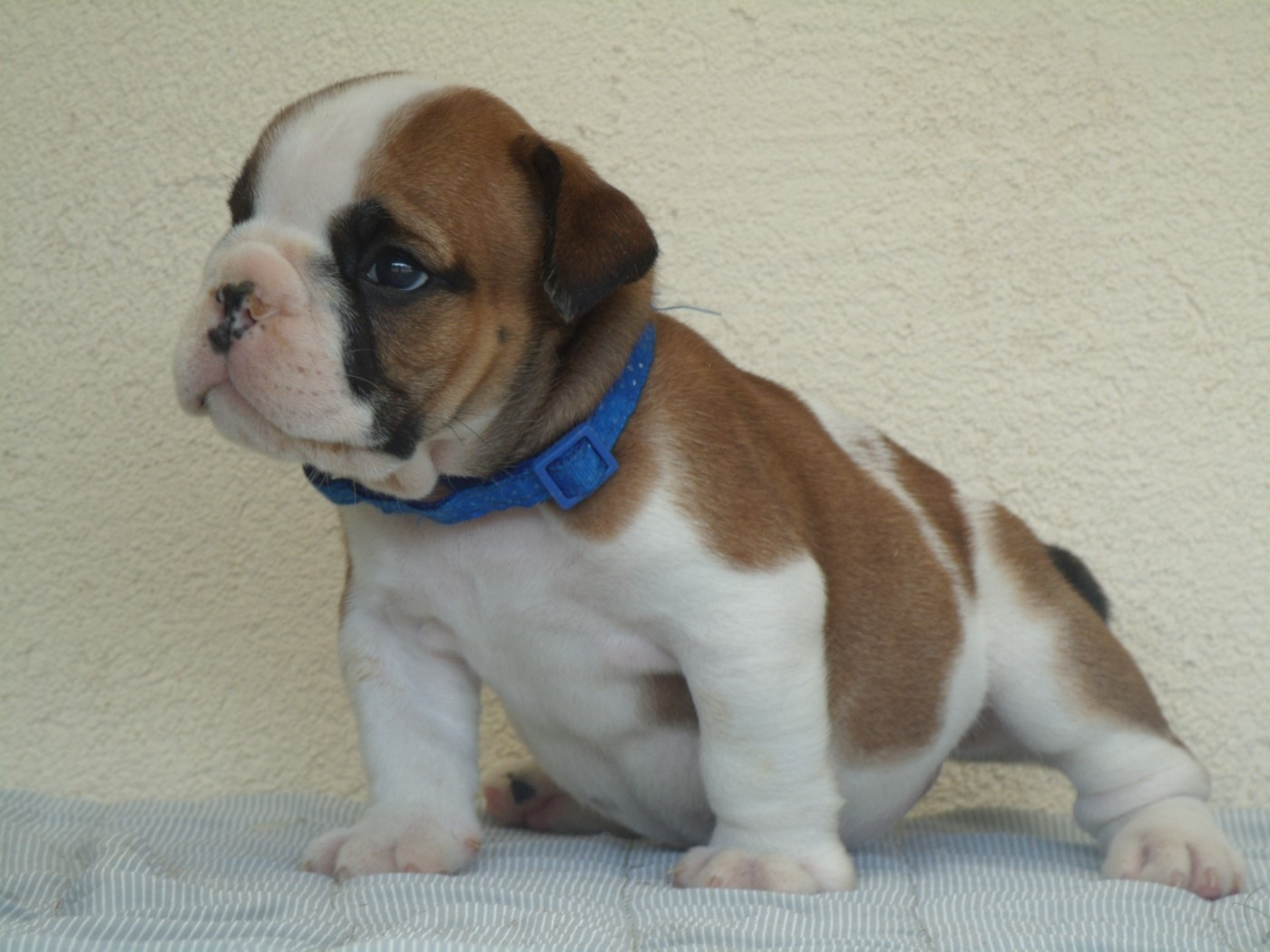 Du clos sara - Chiots disponibles - Bulldog Anglais