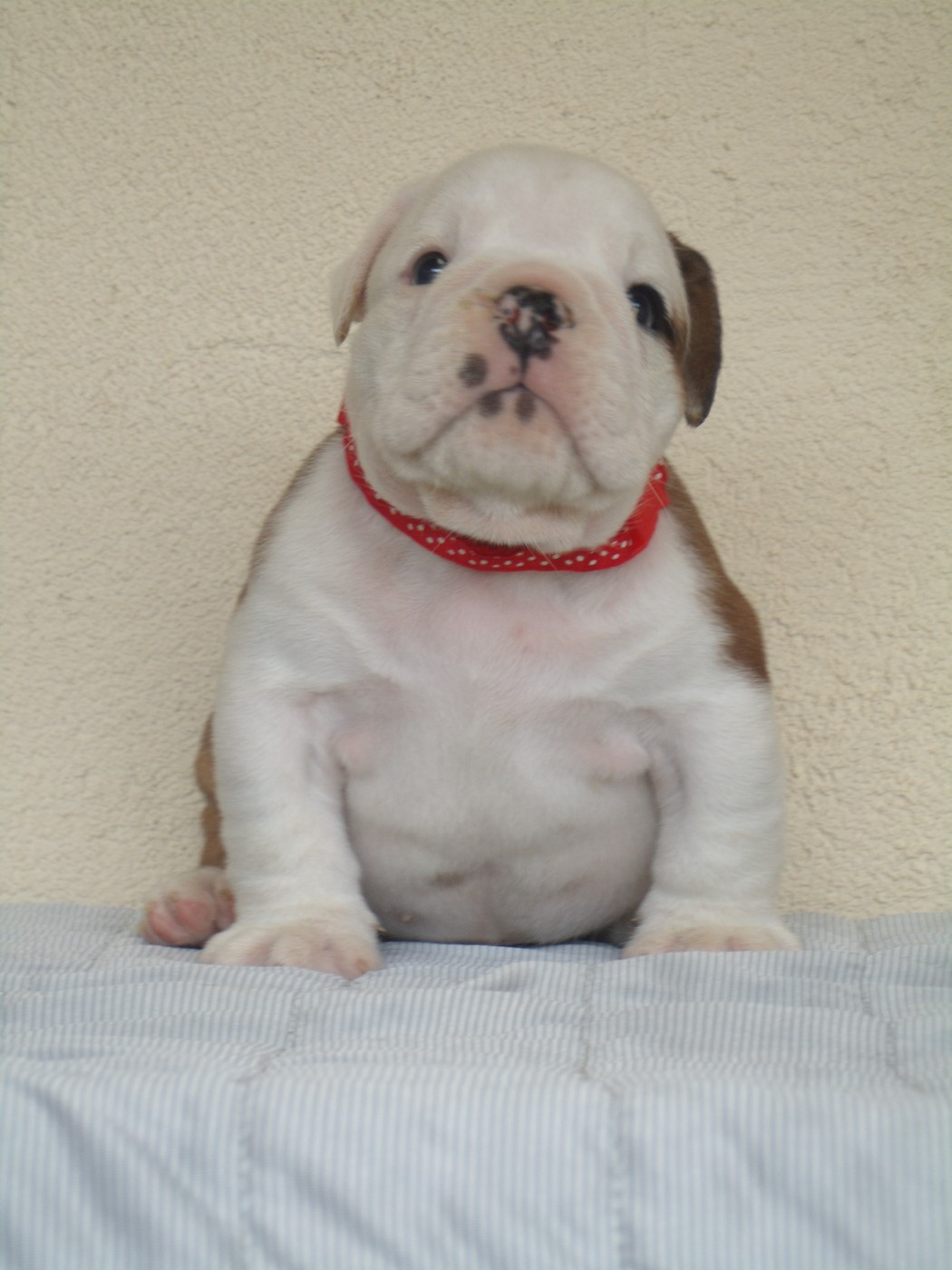 Du clos sara - Chiots disponibles - Bulldog Anglais