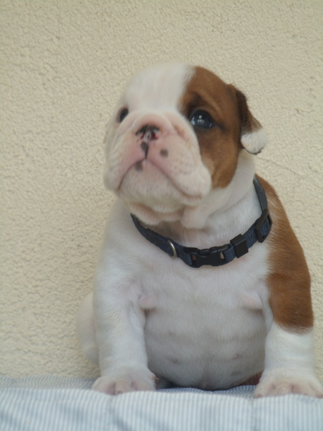 Du clos sara - Chiots disponibles - Bulldog Anglais