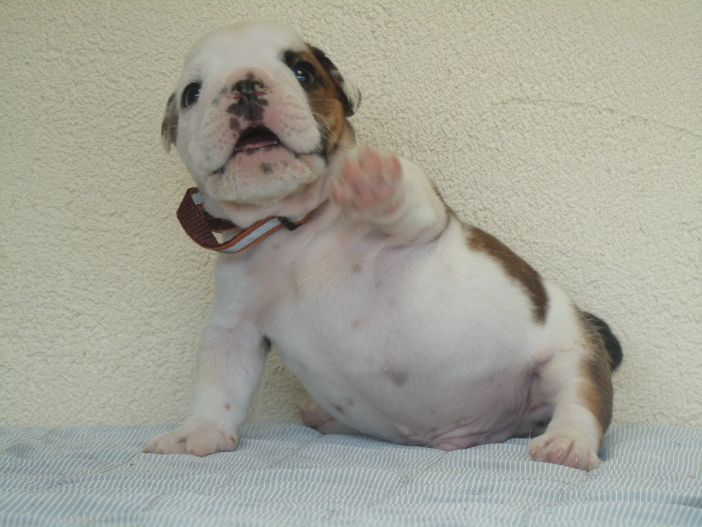 Du clos sara - Chiots disponibles - Bulldog Anglais