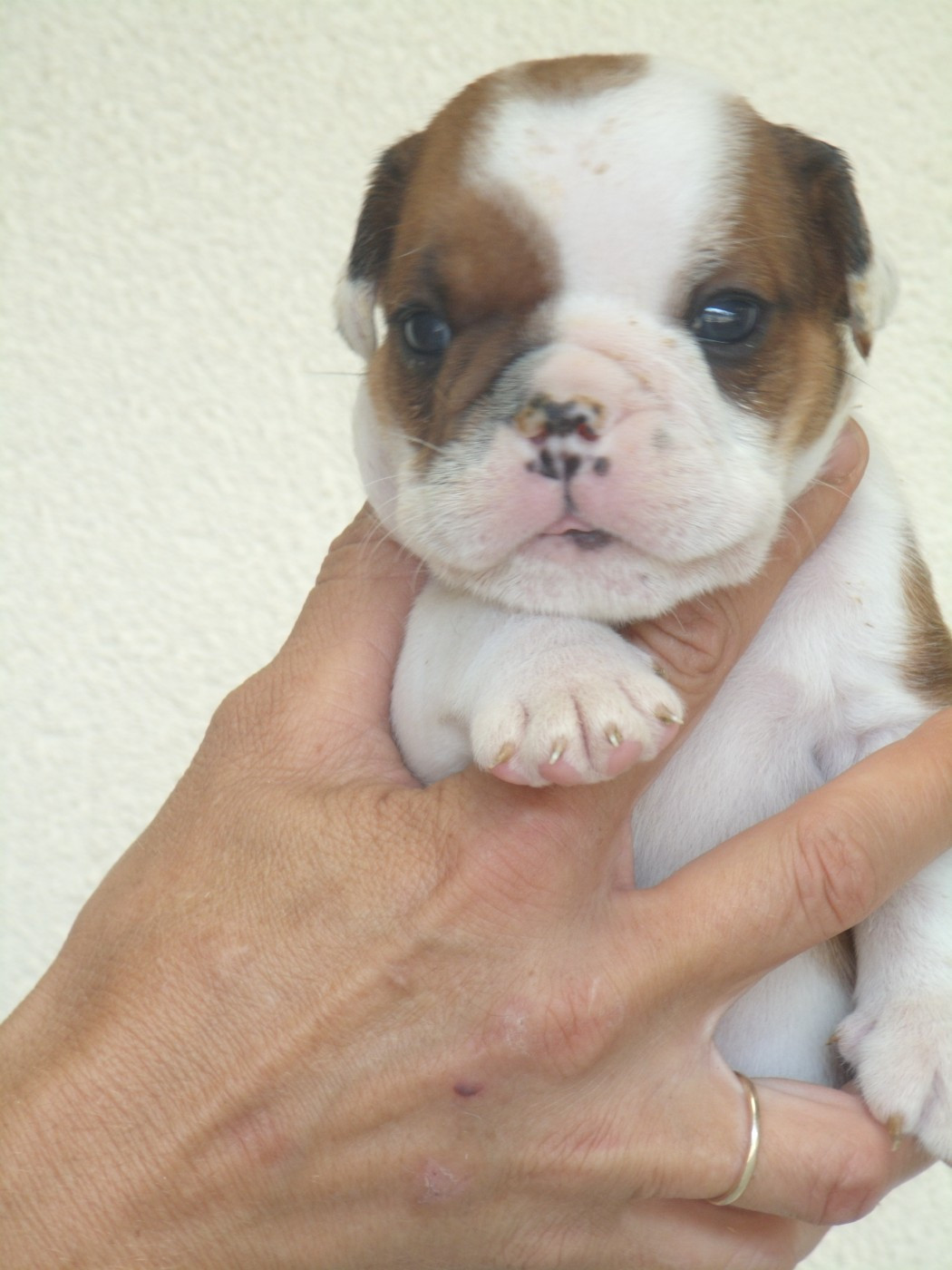 Du clos sara - Chiots disponibles - Bulldog Anglais