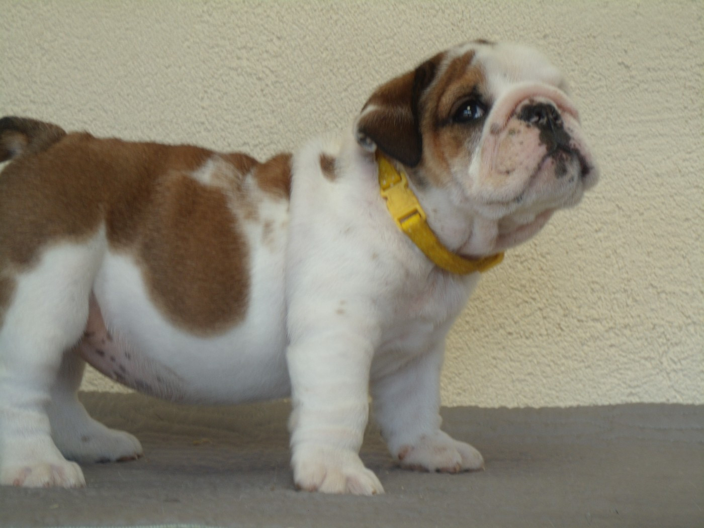 Du clos sara - Chiots disponibles - Bulldog Anglais