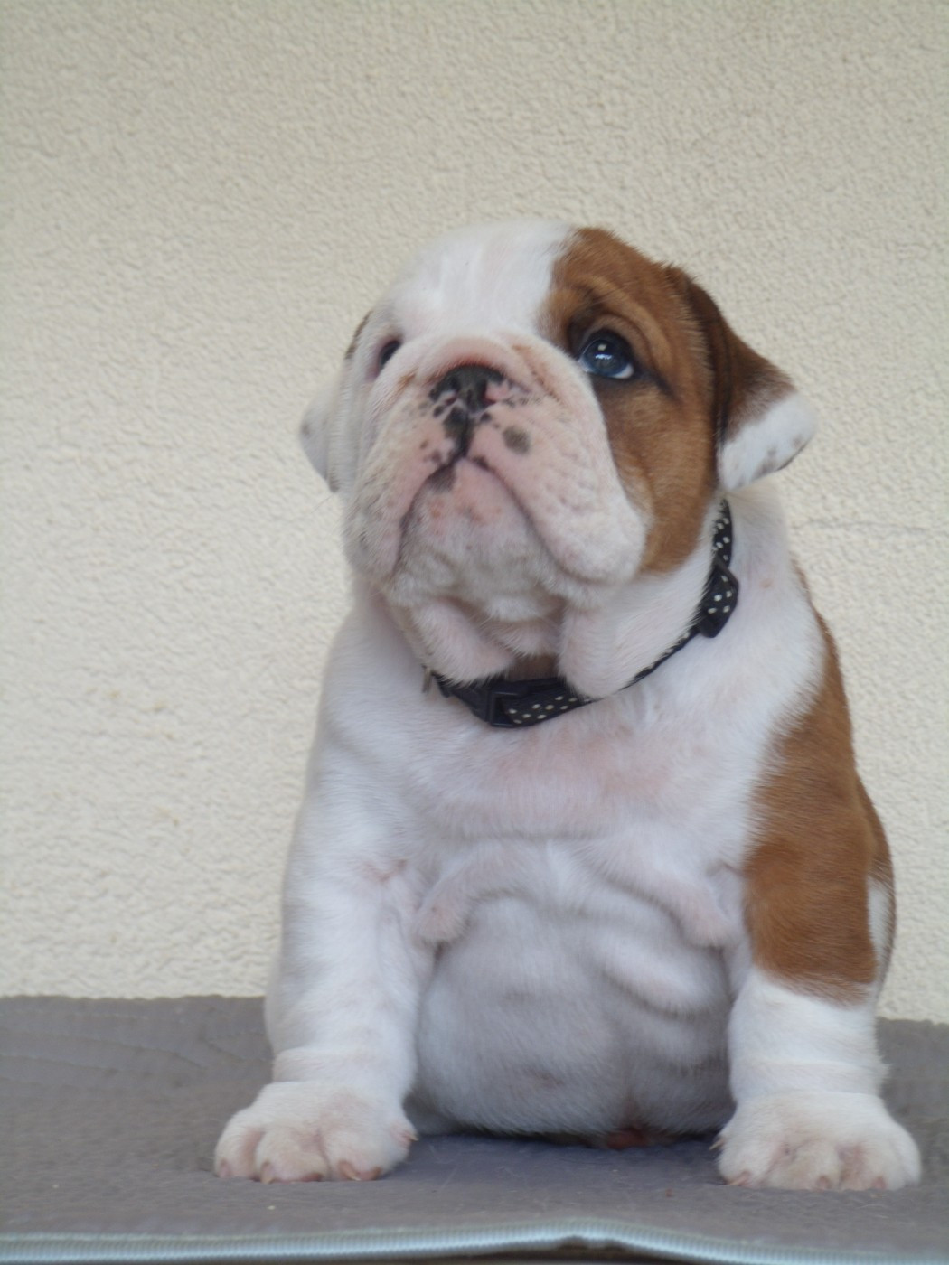 Du clos sara - Chiots disponibles - Bulldog Anglais
