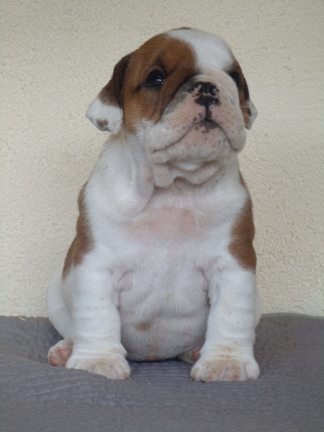 Du clos sara - Chiots disponibles - Bulldog Anglais