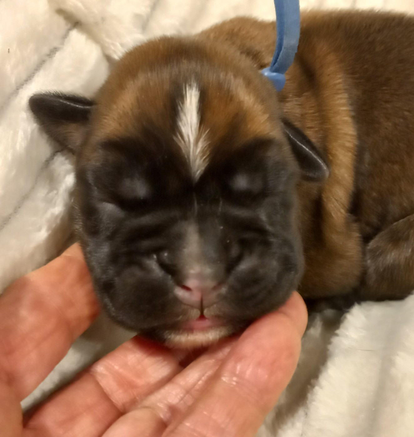 Du clos sara - Chiots disponibles - Boxer
