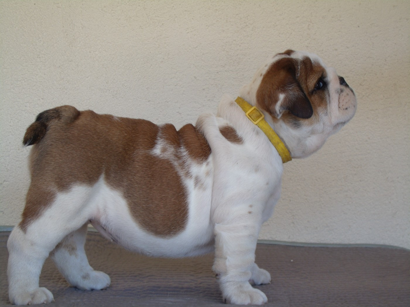 Du clos sara - Chiots disponibles - Bulldog Anglais