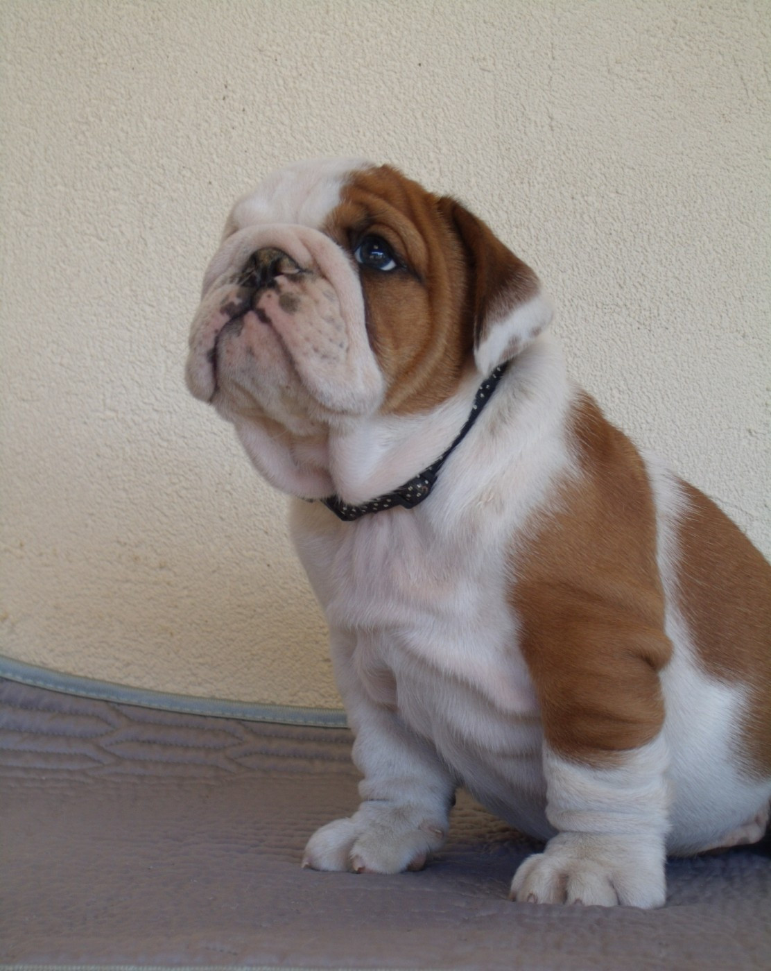 Du clos sara - Chiots disponibles - Bulldog Anglais