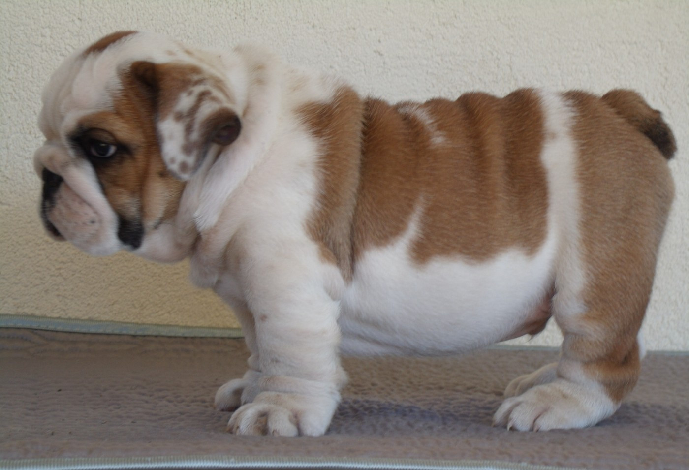 Du clos sara - Chiots disponibles - Bulldog Anglais