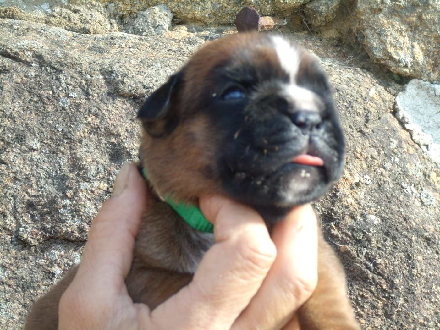 Du clos sara - Chiots disponibles - Boxer