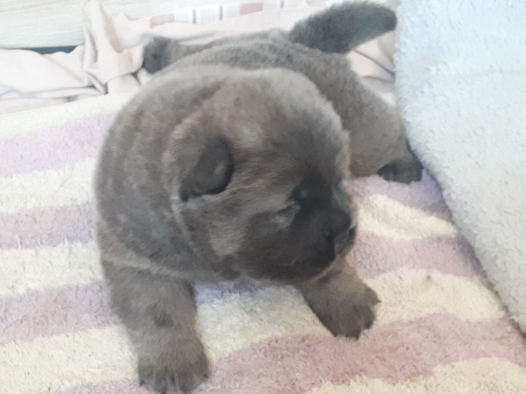 Du clos sara - Chiots disponibles - Chow Chow