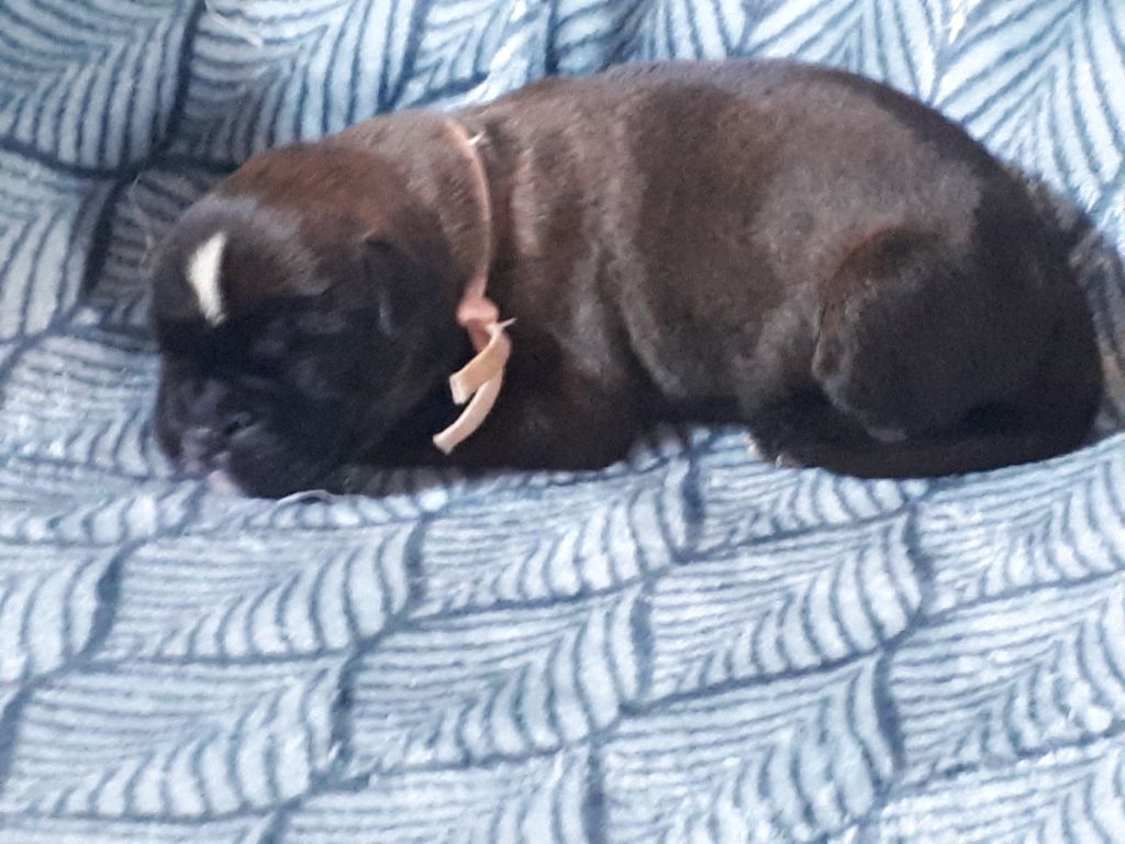 Du clos sara - Chiots disponibles - Boxer